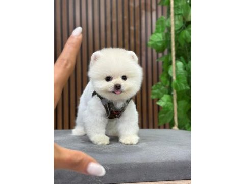 Orjinal show kalıte pomeranian yavrusu