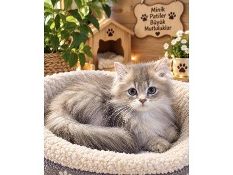 British longhair secereli