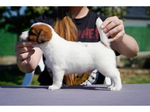 Fcı(kıf) şecereli safkan kısa tüylü jack rusell terrier