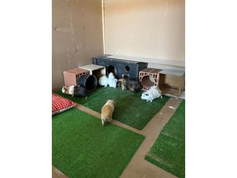 Guinea pig yavrularımızı sahiplendirme