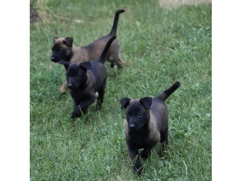 Yurtdışı kan hattı belçika malinois yavrular