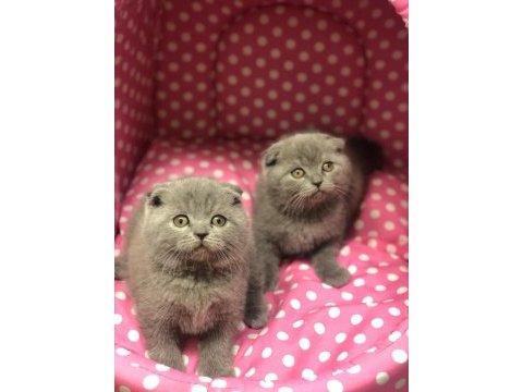 Gri scottish fold yavrularımız 