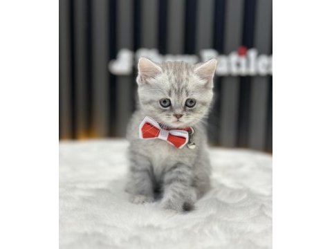 Safkan ırk british shorthair silver