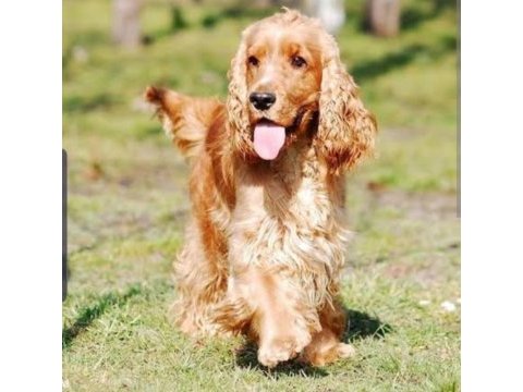 İngiliz cocker sahiplendirilecek