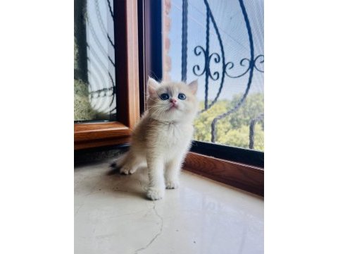 Saf kan golden british shorthair yavruları (wcf kayıtlı)