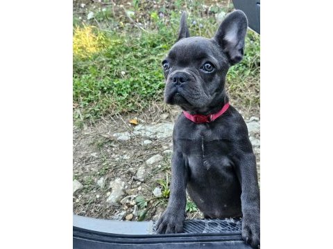 Bakımlı 3.5 aylık eğitimli dişi french bulldog