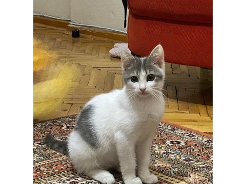 5 aylık yavru tuvalet eğitimi var ısırmaz tırmalamaz