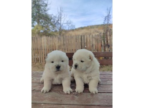 Premium çin aslanı chow chow yavruları
