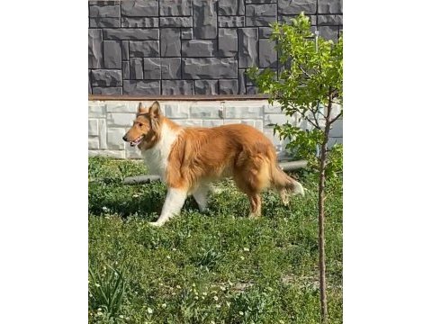 Meşhur iskoç köpeği leslie