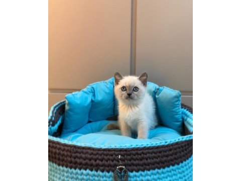 British shorthair blue point yavrularım 