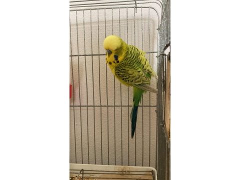 Sağlıklı muhabbet kuşları pendik