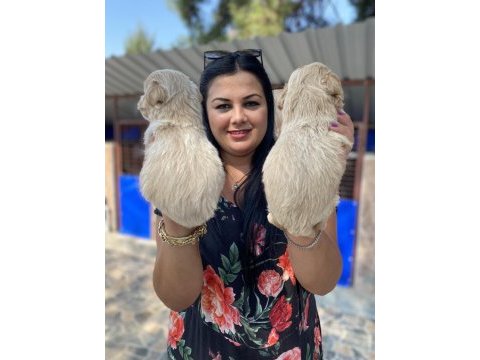 Ufacık maltipoo yavrularım