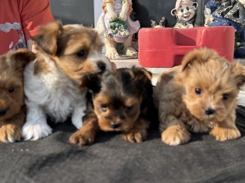 Ankaranın en seçkin tea cup morkie yavruları