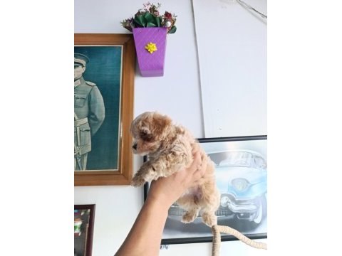 Sevimli maltipoo bebekler
