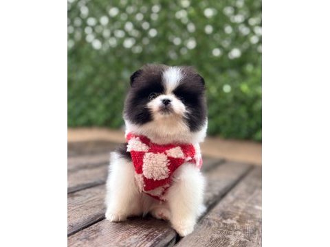 2 aylık dişi pomeranian yavru
