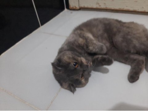 Female scottish fold for free adoption