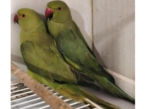 Kapalı bilezik pakistan papağanları ist yenibosna