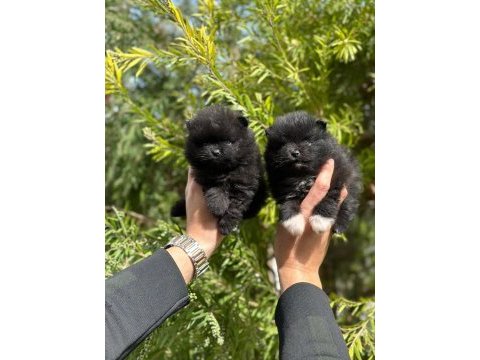 Pomeranian boo yavruları orjinal