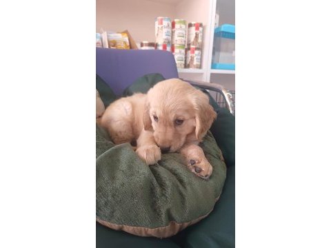 Irk ve sağlık garantili orjinal golden retriever bebeğimiz