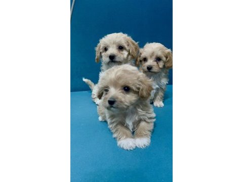 Minik maltipoo yavrular için ulaşabilirsiniz