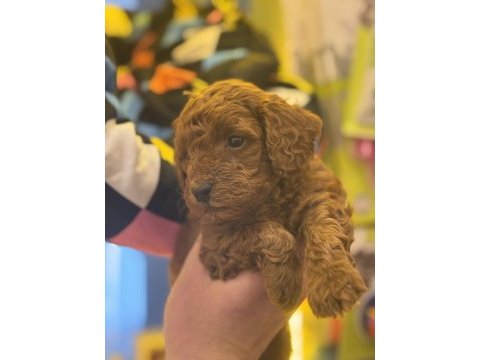 7 yıllık tecrübemiz ile poodle yavrularımız sizlerle
