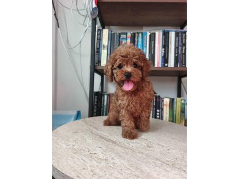 Toy poodle bebekler