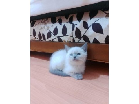 British blue point