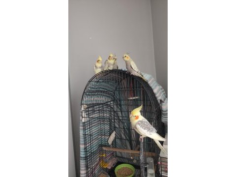 Satılık yavru sultan papağanlarımız
