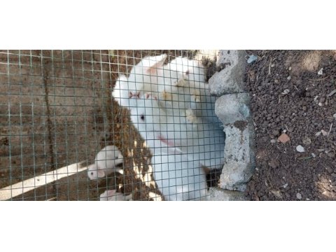 Hollanda lop tavşanlar