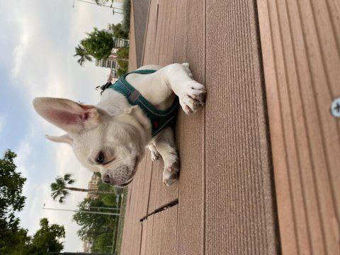 5 allık erkek french bulldog
