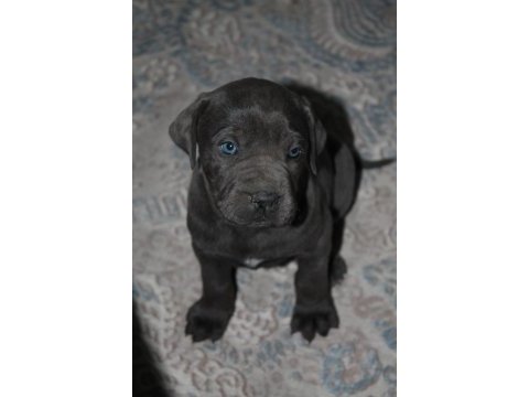 Mükemmel kalite blue&lilac cane corso yavruları