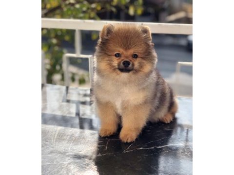 4 aylık pomeranian boo