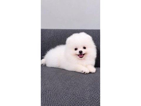Tea cuo pomeranian boo yavru