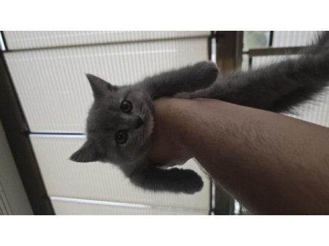 1.5 aylık british shorthair yavrumuz