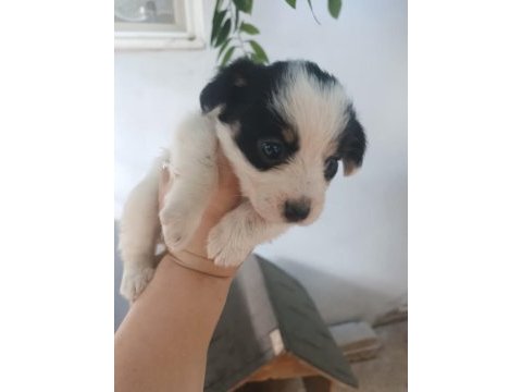 Terrier 30 günlük yavrularımız