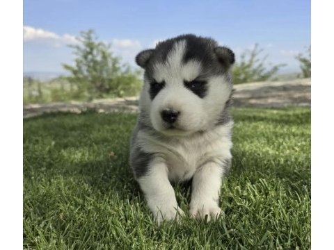 Safkan husky minikler