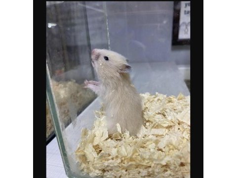You ask for a hamster well bring it to antalya