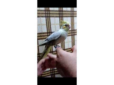 Emerald üst mutasyon yavru evcil