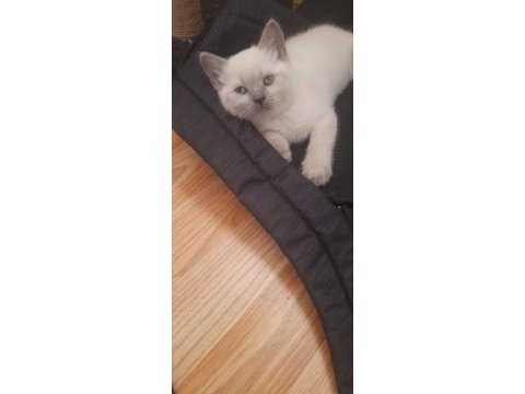 Scottish fold ve british shorthair yavrular