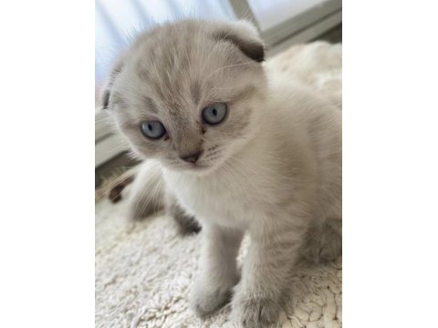 Scottish fold silver