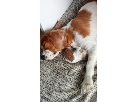 Orijinal cavalier king charles yavrular