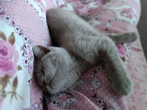 British 3 aylık dişi british shorthair