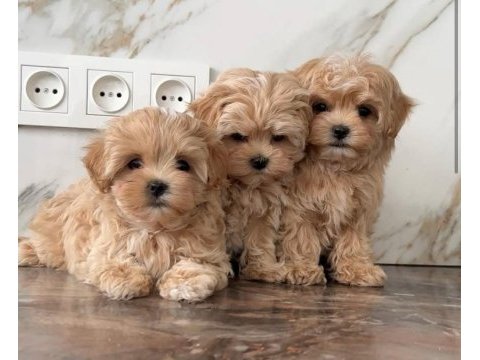 Maltipoo bebek surat ekstra küçük yavrularımız