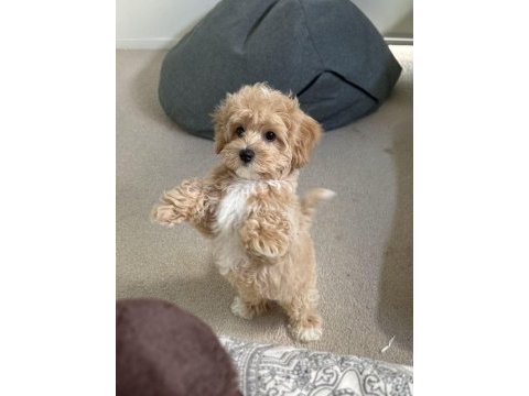 Mükemmel maltipoo lar sizin için burada