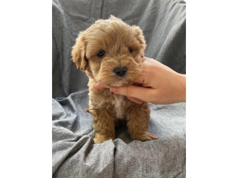 Biblo gibi maltipoo bebeklerimiz