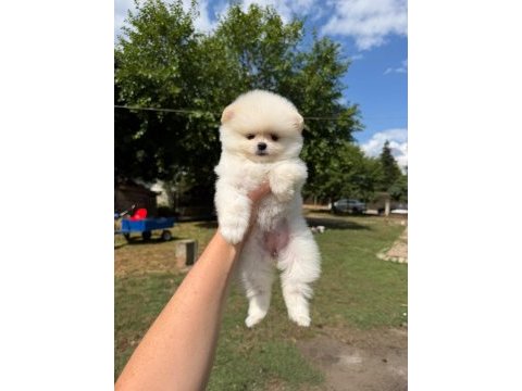 Yavru pomeranian boolarımız