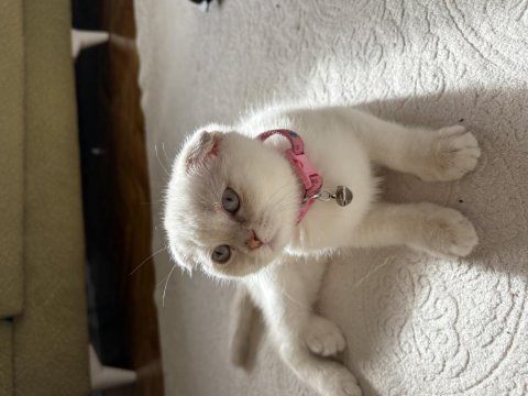 Dişi scottish fold prenses kızımız