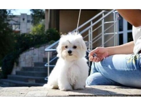 Muhteşem maltese terrier yavrularımız