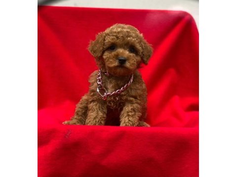 Toy poodle tavrular