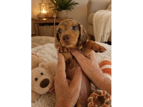 Dişi nadir renk merle dachshund yavrumuz
